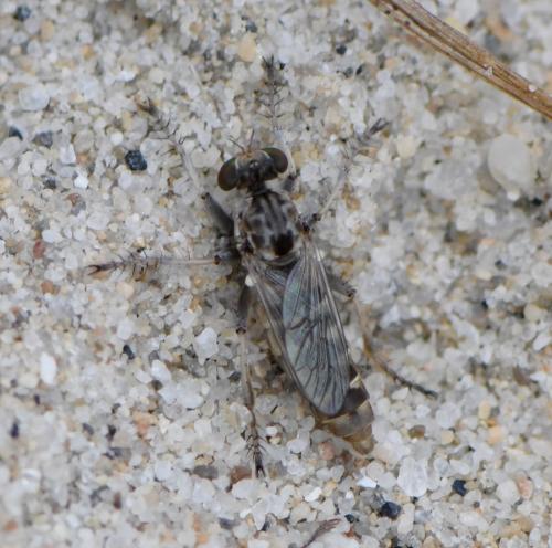 Craticulina sp.